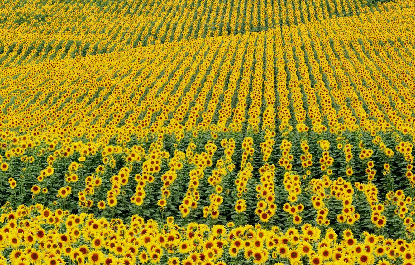 Photo wallpaper field, flowers, sunflower