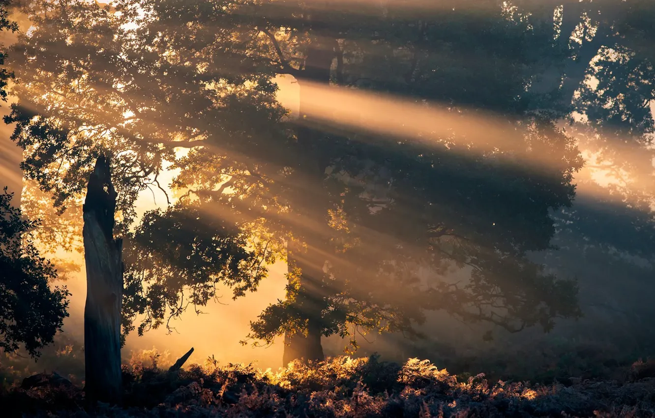 Photo wallpaper landscape, nature, beauty