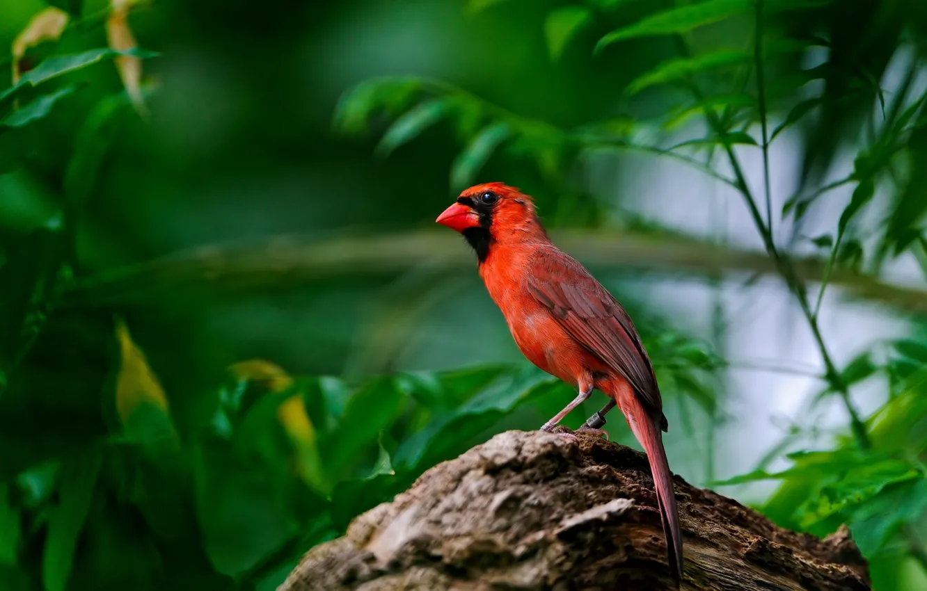 Photo wallpaper nature, background, bird