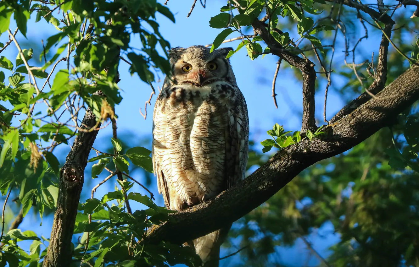 Photo wallpaper trees, look, owl, leaves, bokeh, bird, branches