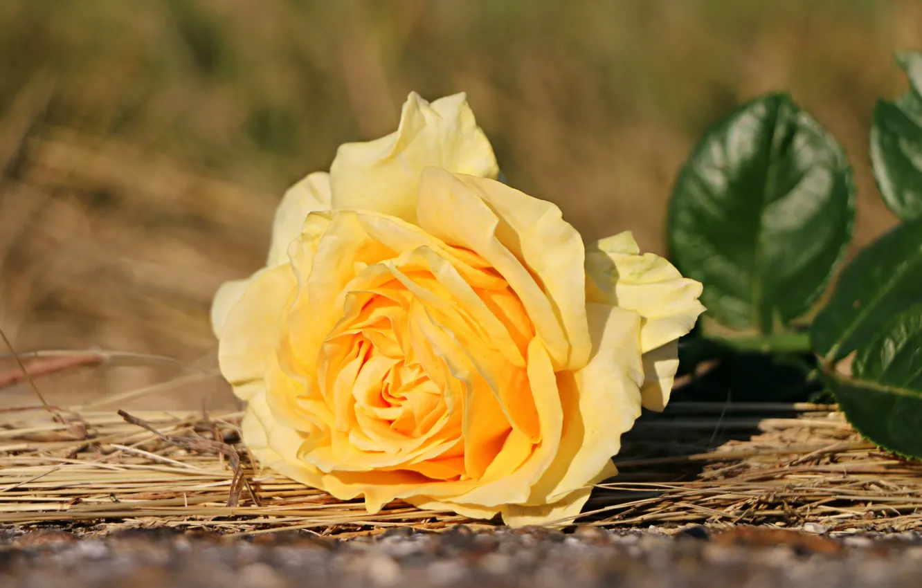 Photo wallpaper leaves, yellow, roses, lies, straw, bokeh
