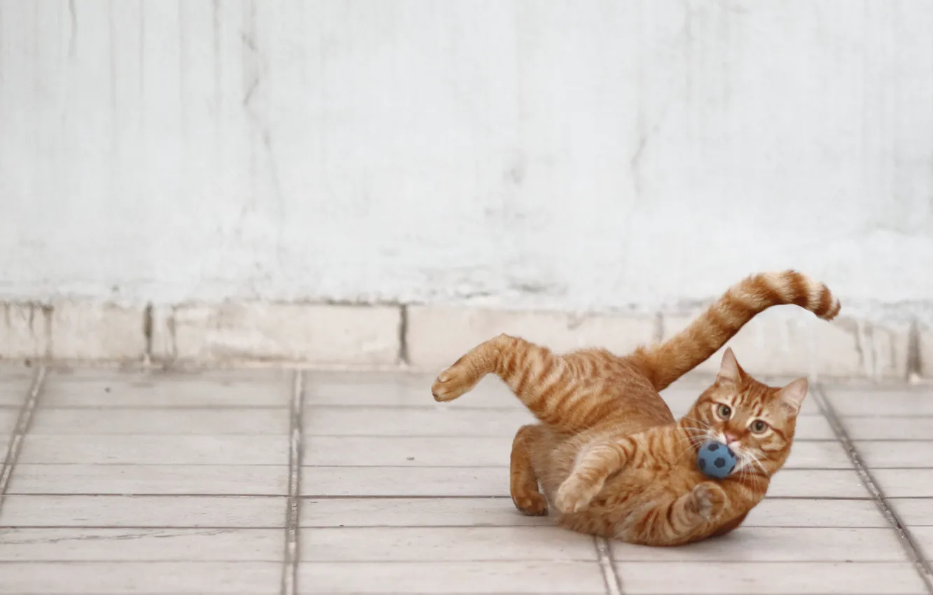 Photo wallpaper cat, the game, the ball, red cat