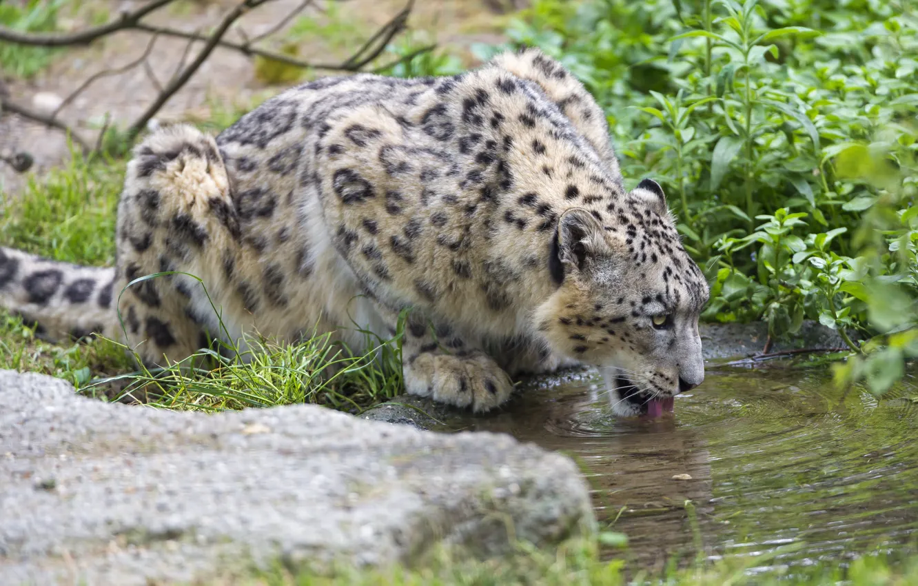 Photo wallpaper cat, grass, IRBIS, snow leopard, drink, ©Tambako The Jaguar