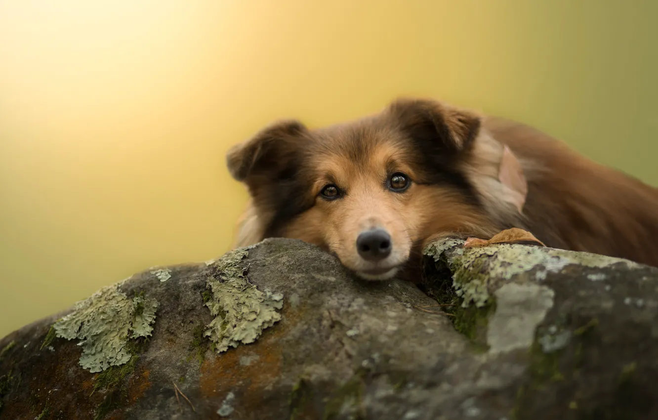 Photo wallpaper look, face, leaves, background, stone, moss, dog, puppy