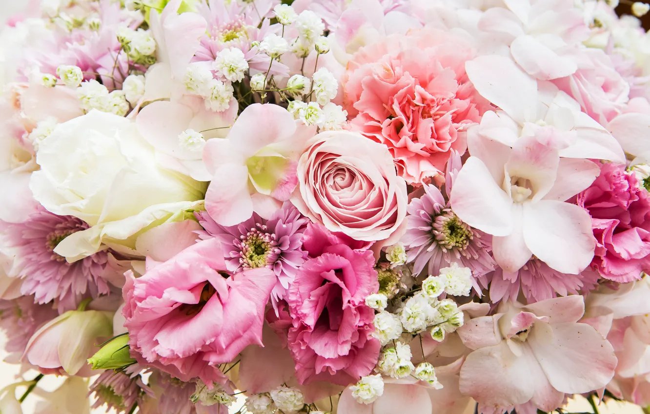 Photo wallpaper flowers, background, roses, colorful, pink, white, white, buds