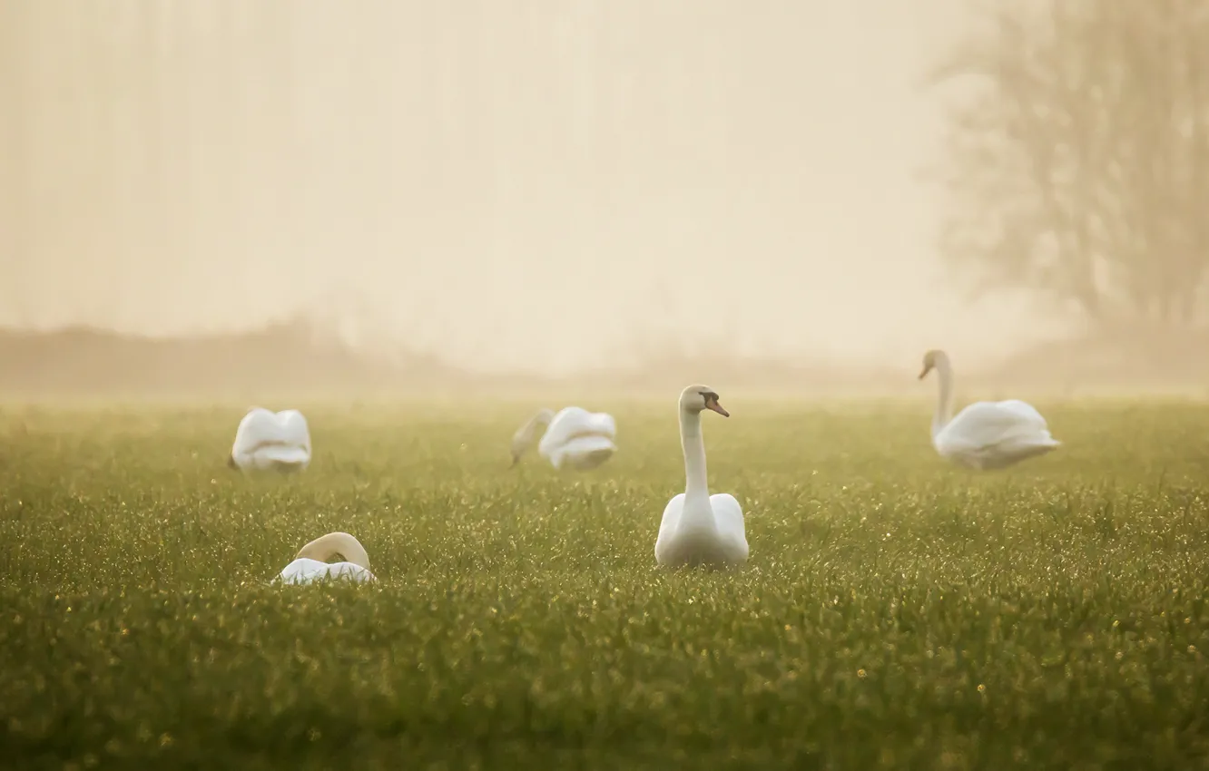 Photo wallpaper fog, morning, swans