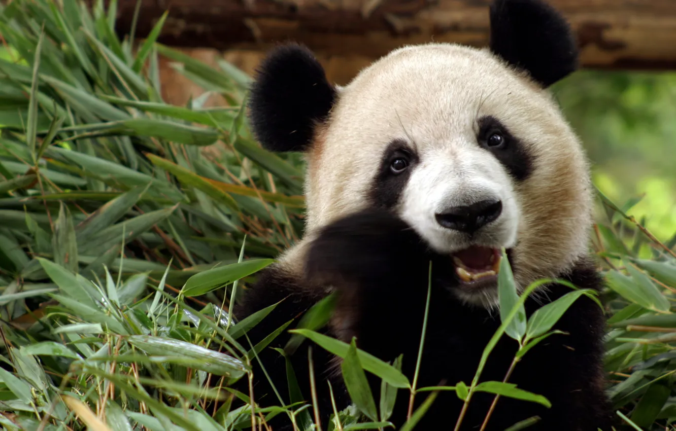 Photo wallpaper grass, animal, bear, Panda