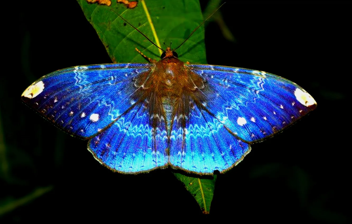Photo wallpaper microsemi, butterfly, leaf, wings, insect, beautiful, closeup