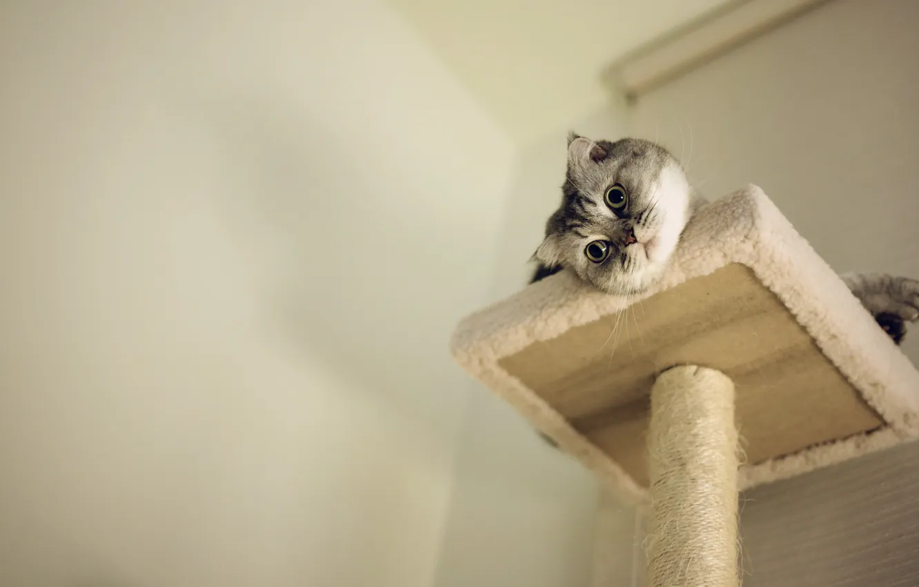 Photo wallpaper cat, look, home