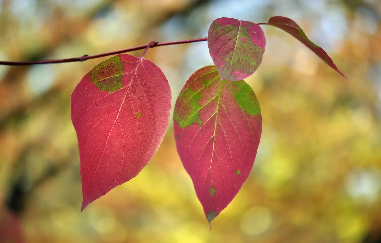 Photo wallpaper autumn, leaves, nature