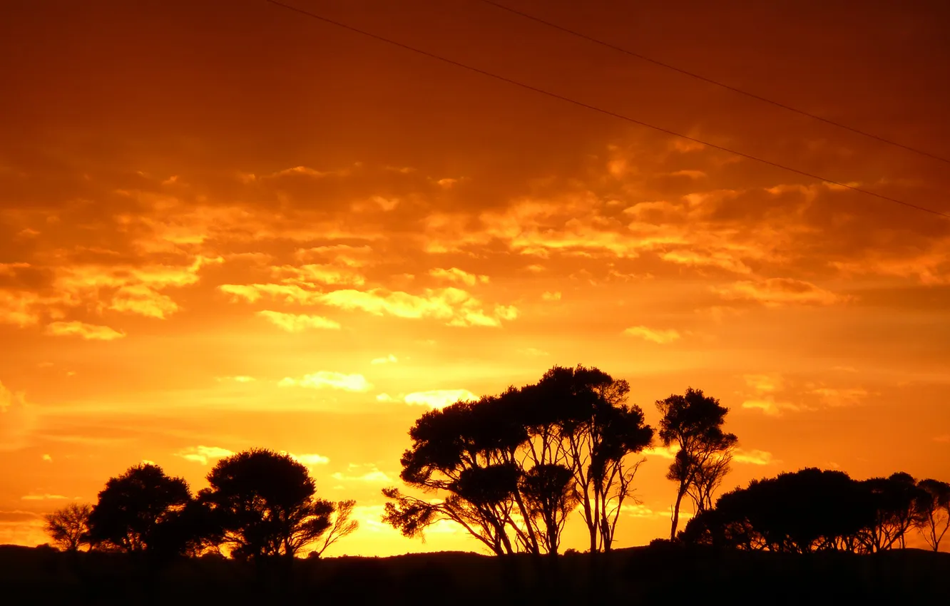 Photo wallpaper the sky, trees, sunset, silhouette