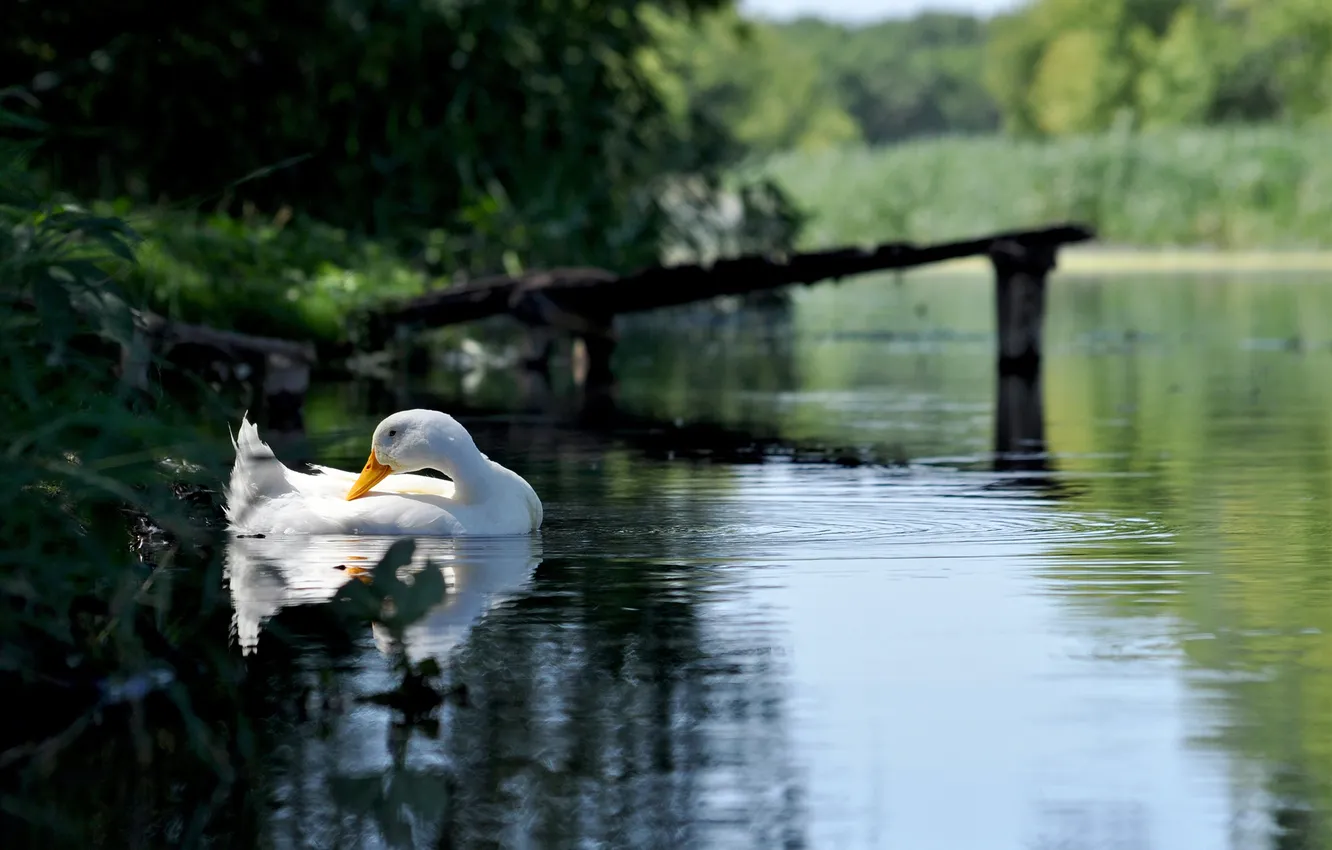 Photo wallpaper forest, white, lake, pond, bird, geese