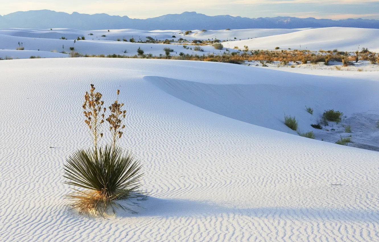 Photo wallpaper sand, landscape, mountains, nature, desert, plant, horizon, nature
