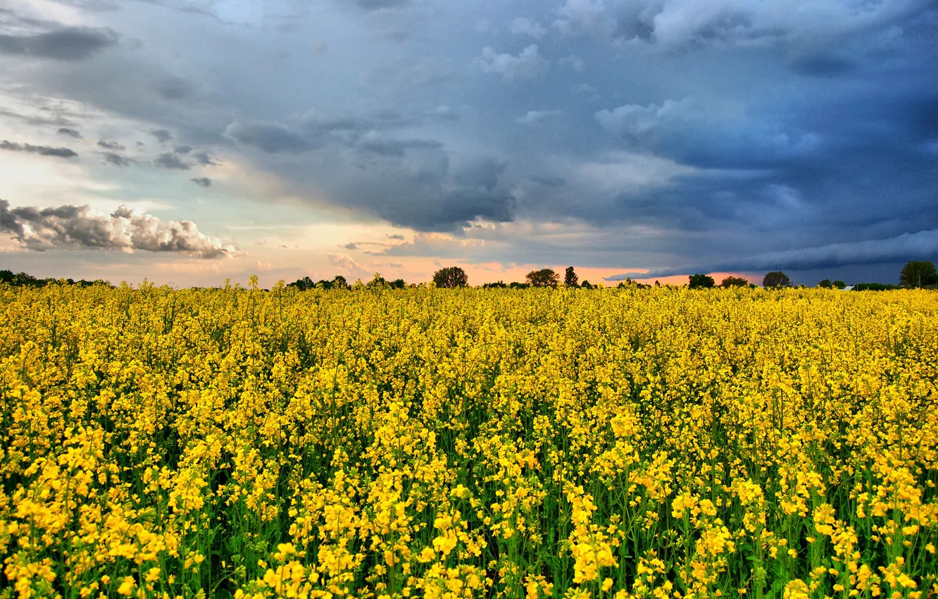 Photo wallpaper field, the sky, flowers