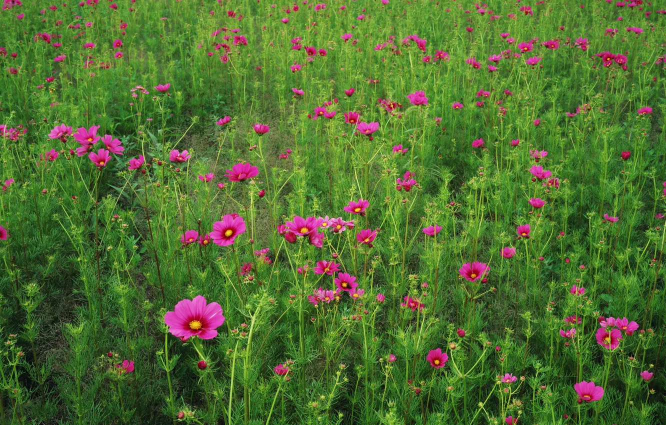 Photo wallpaper field, grass, flowers, petals, meadow