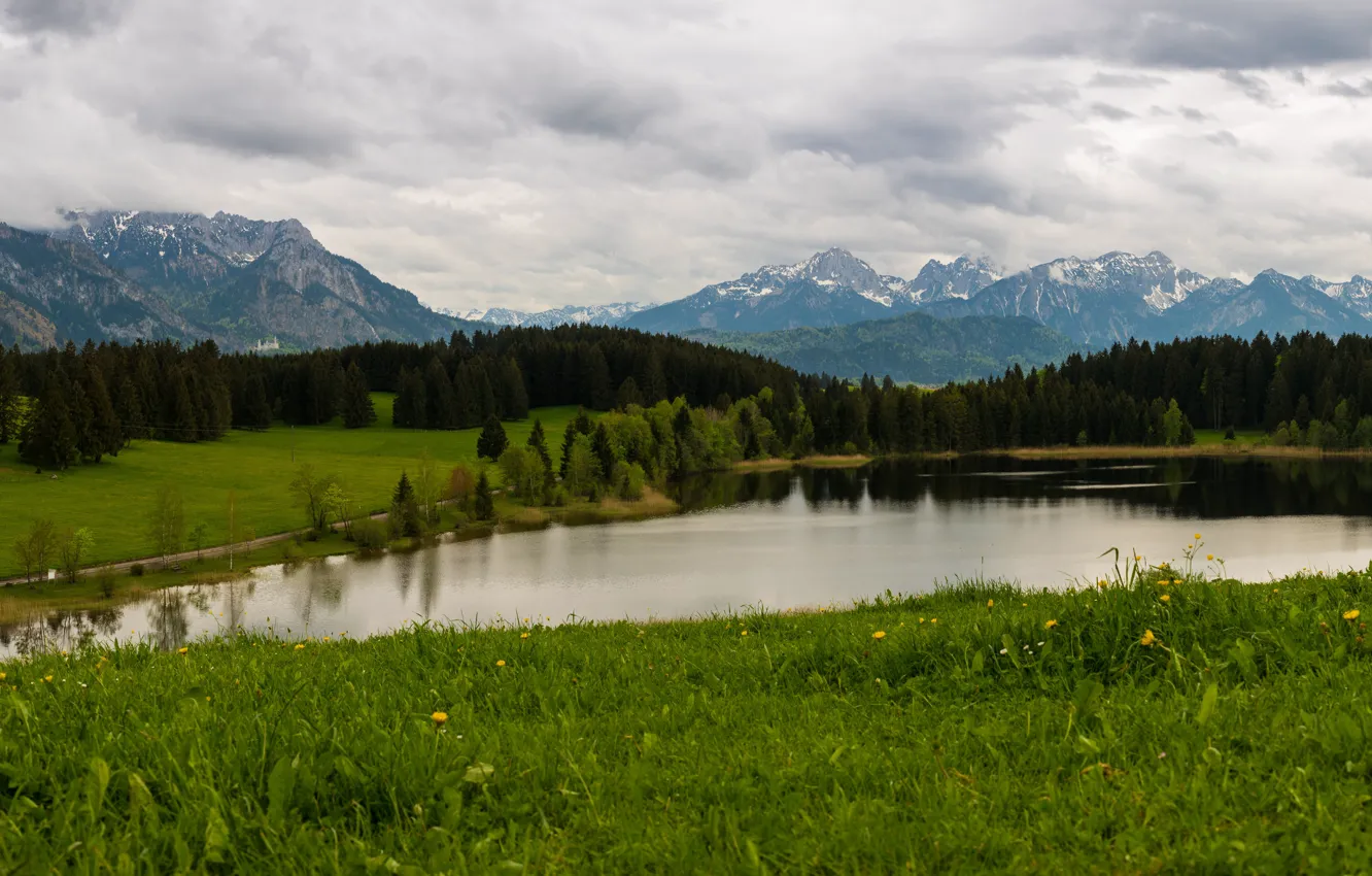 Photo wallpaper greens, forest, summer, the sky, grass, clouds, trees, landscape