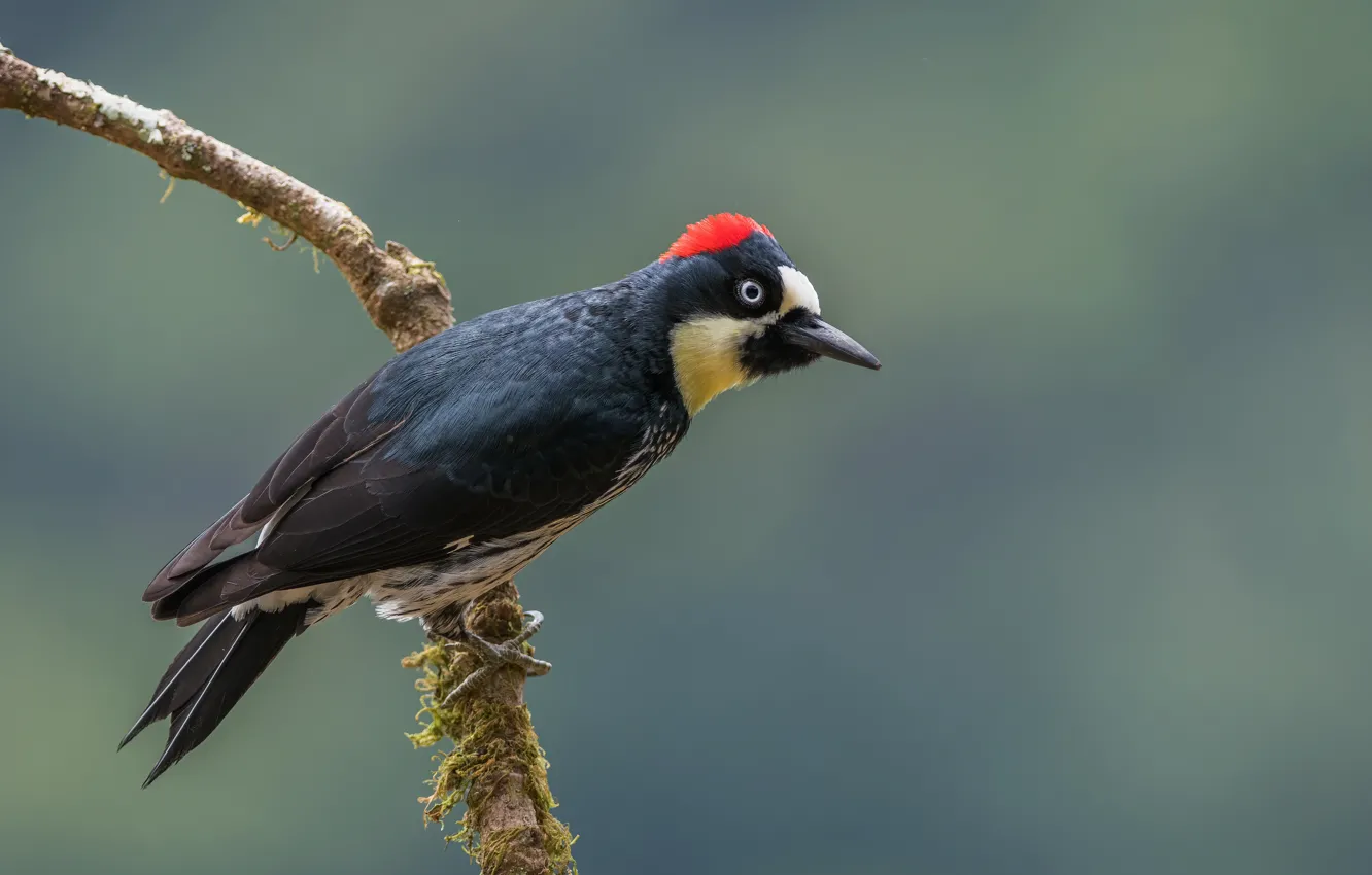 Photo wallpaper bird, branch, woodpecker, blurred background, Great spotted woodpecker