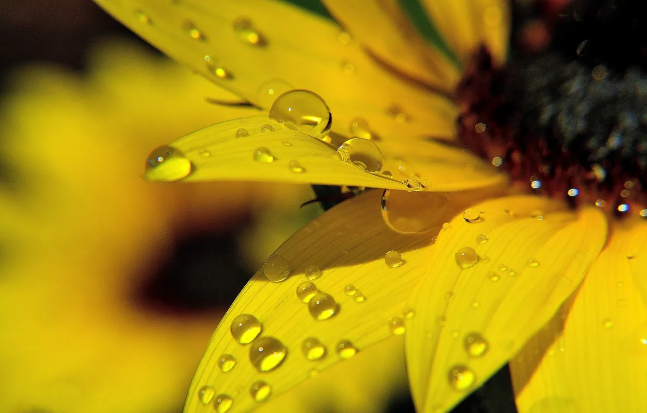 Photo wallpaper macro, sunflowers, flowers, yellow, Rosa, flower, yellow, macro