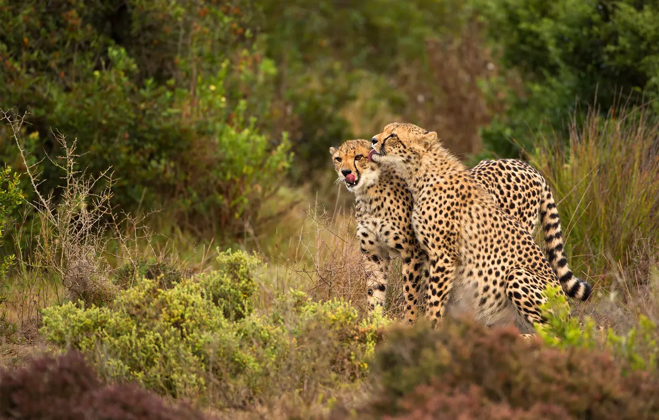 Photo wallpaper forest, language, nature, pose, thickets, glade, pair, Cheetah