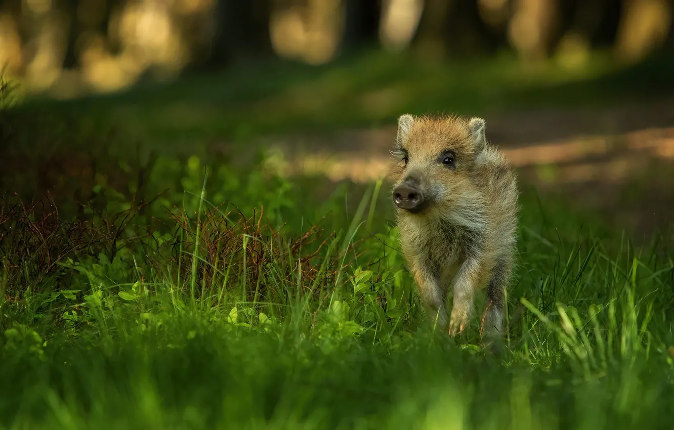 Photo wallpaper nature, boar, cub, hog, pig