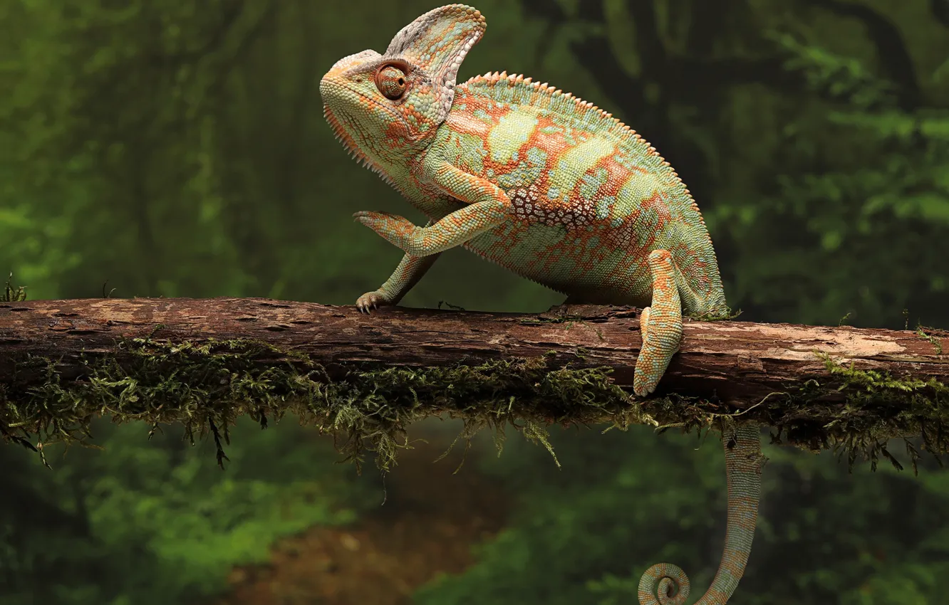 Photo wallpaper look, branches, nature, chameleon