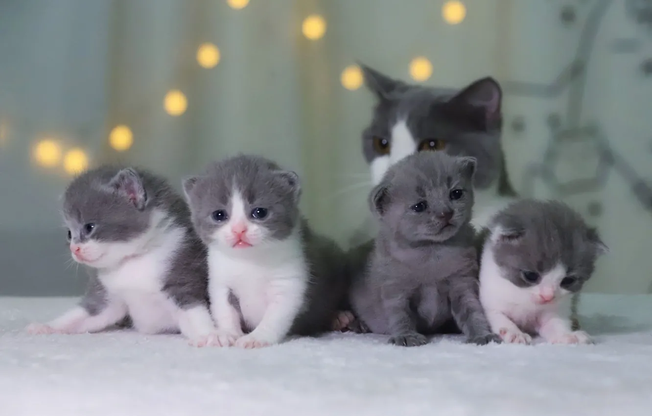 Photo wallpaper cat, look, pose, sweetheart, kitty, face, mom