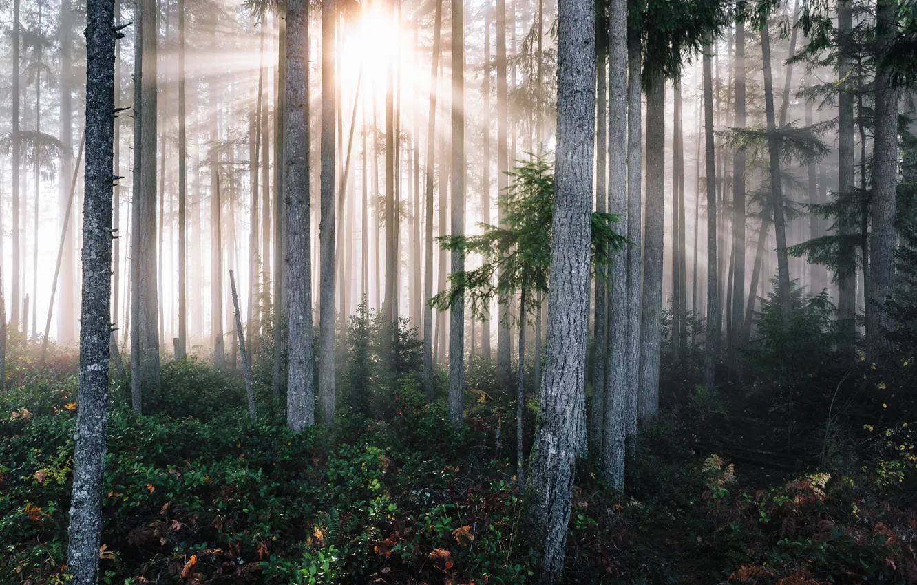 Photo wallpaper The sun, Nature, Trees, Forest, Light, Thickets