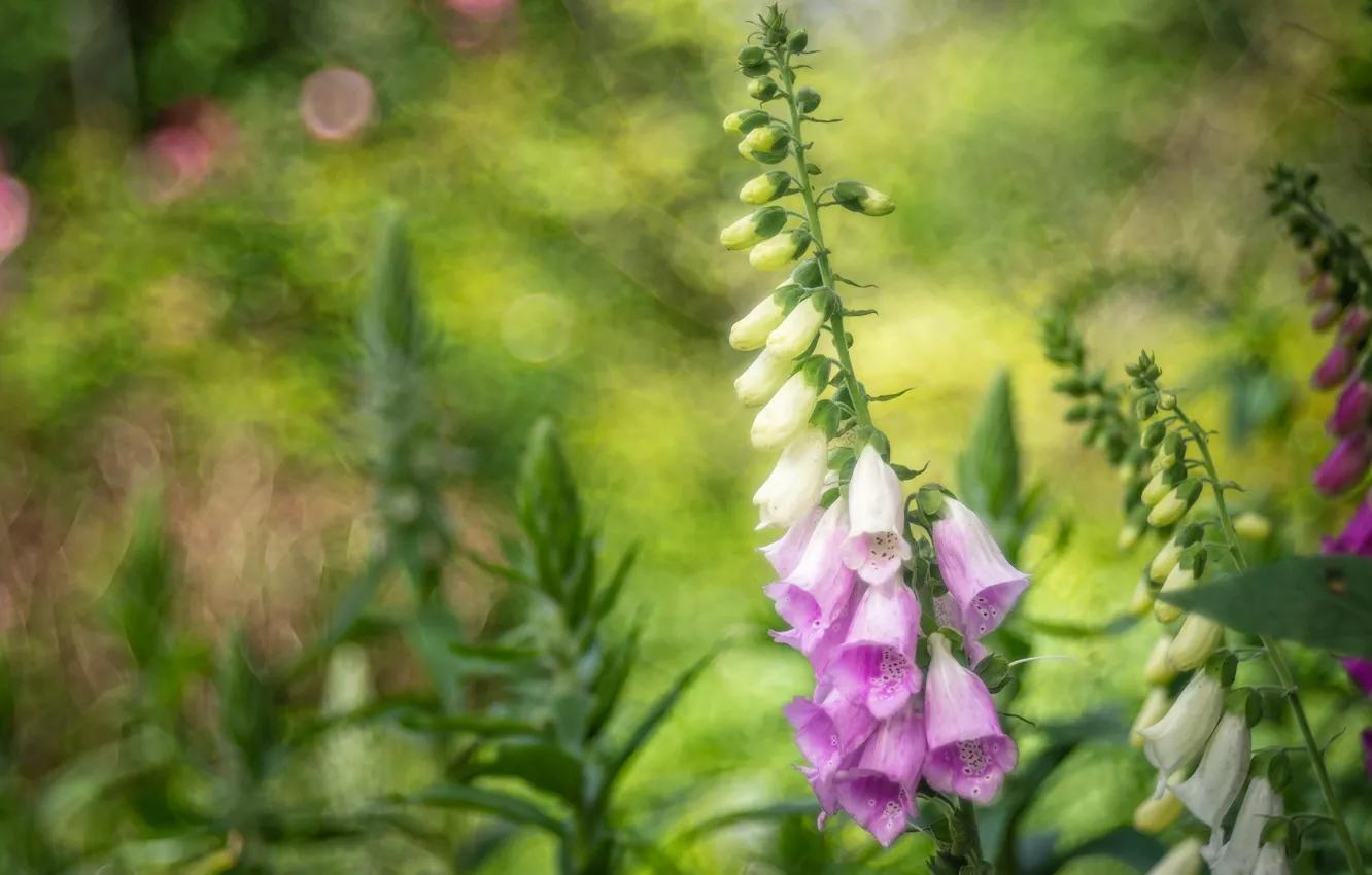 Photo wallpaper pink, digitalis, digitalis