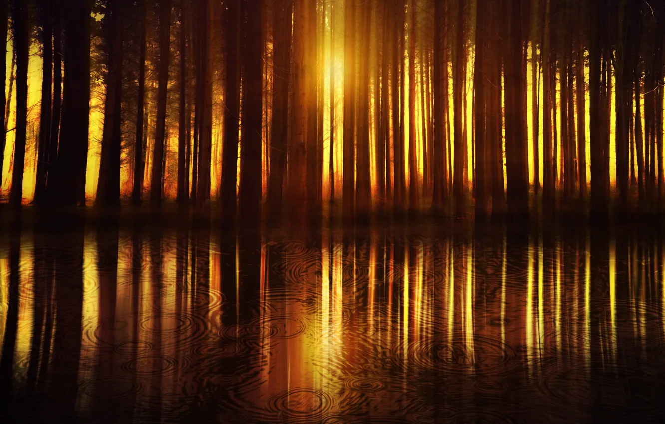 Photo wallpaper forest, night, rain