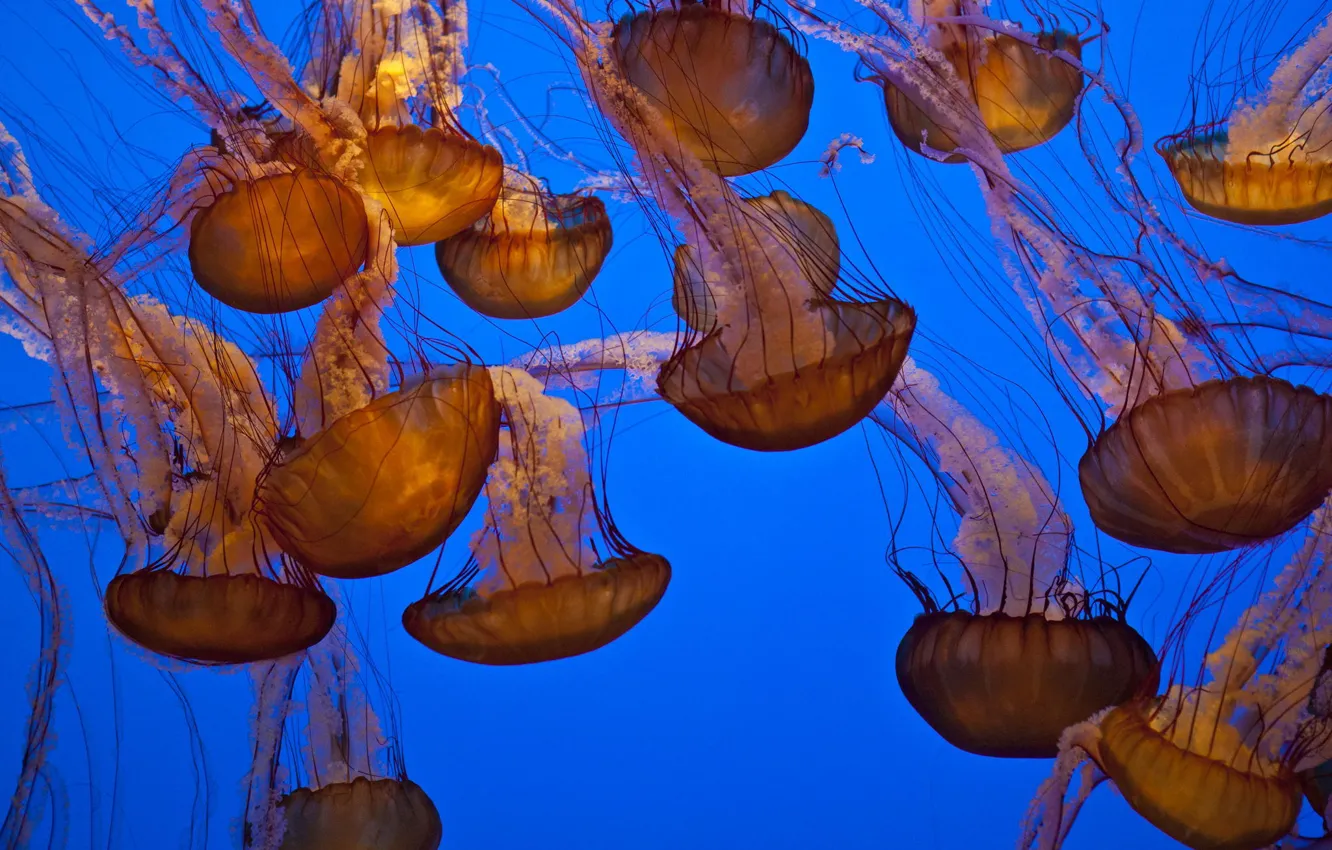 Photo wallpaper water, the ocean, jellyfish, underwater world