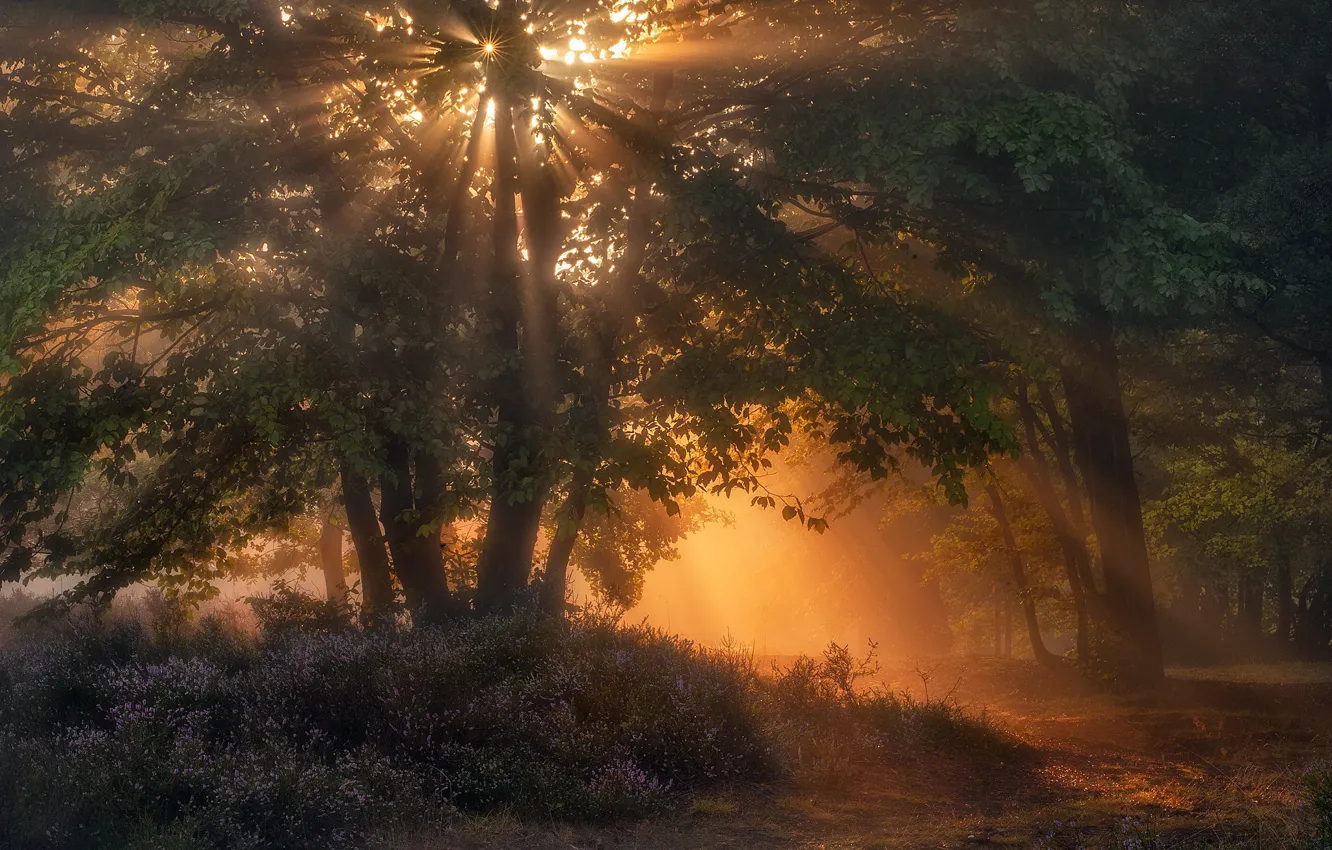 Photo wallpaper light, Park, morning