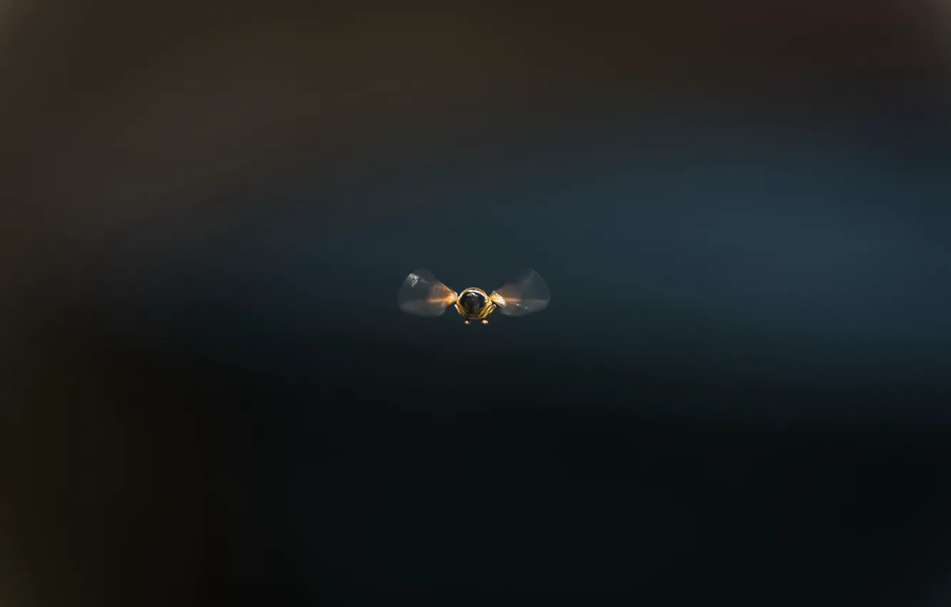 Photo wallpaper bee, background, flight