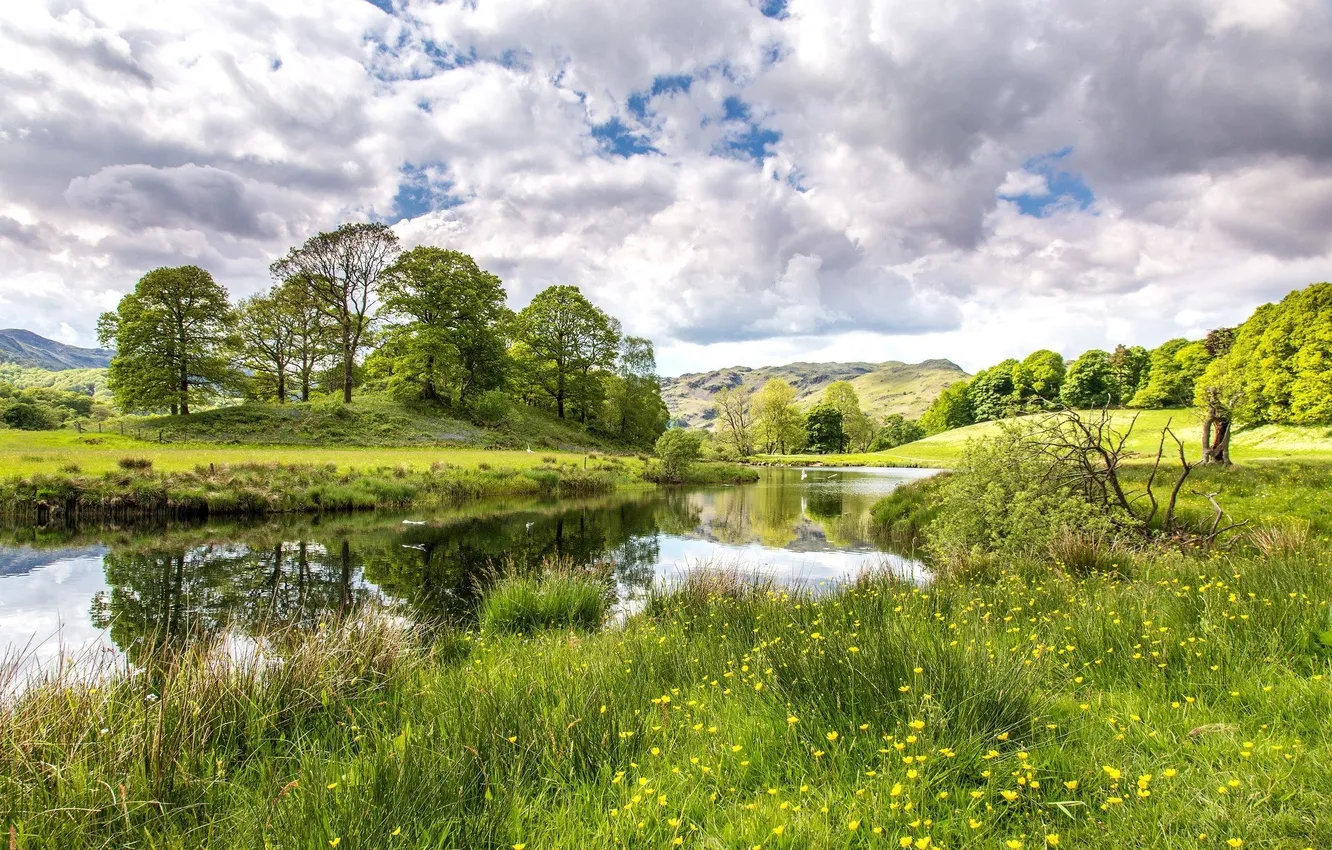 Photo wallpaper field, forest, the sky, clouds, trees, landscape, flowers, mountains