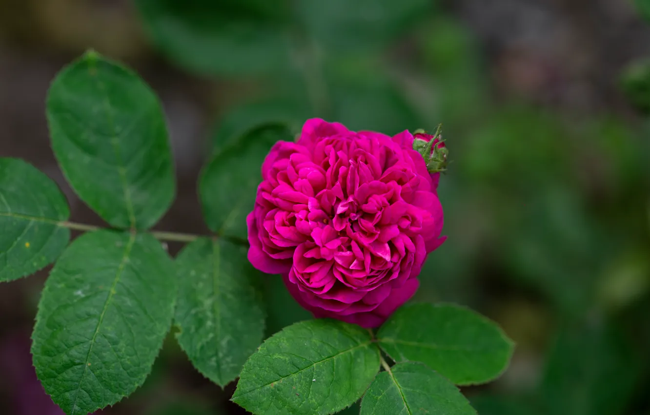Photo wallpaper leaves, roses, pink, lush