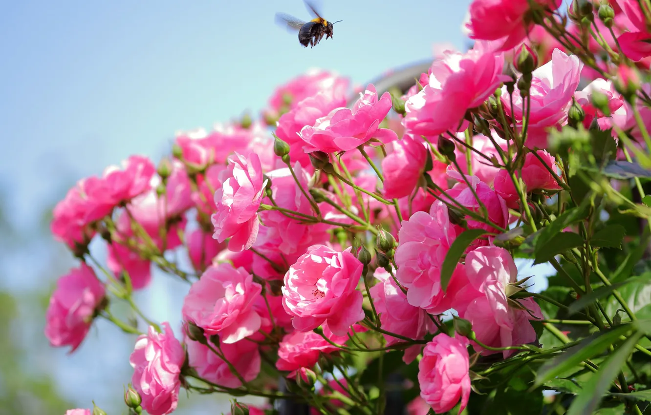 Photo wallpaper bee, roses, pink, rose Bush
