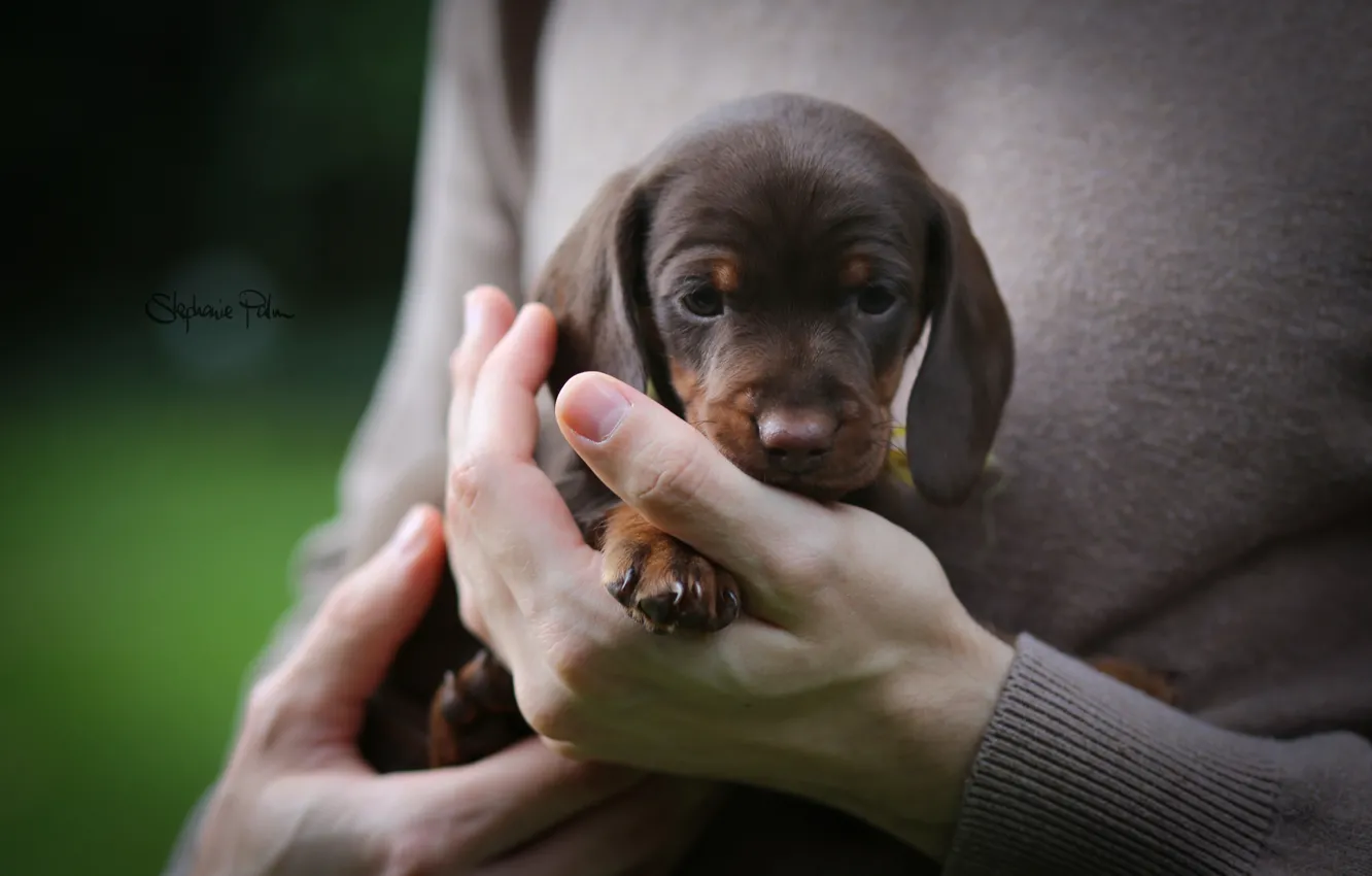 Photo wallpaper dog, hands, puppy