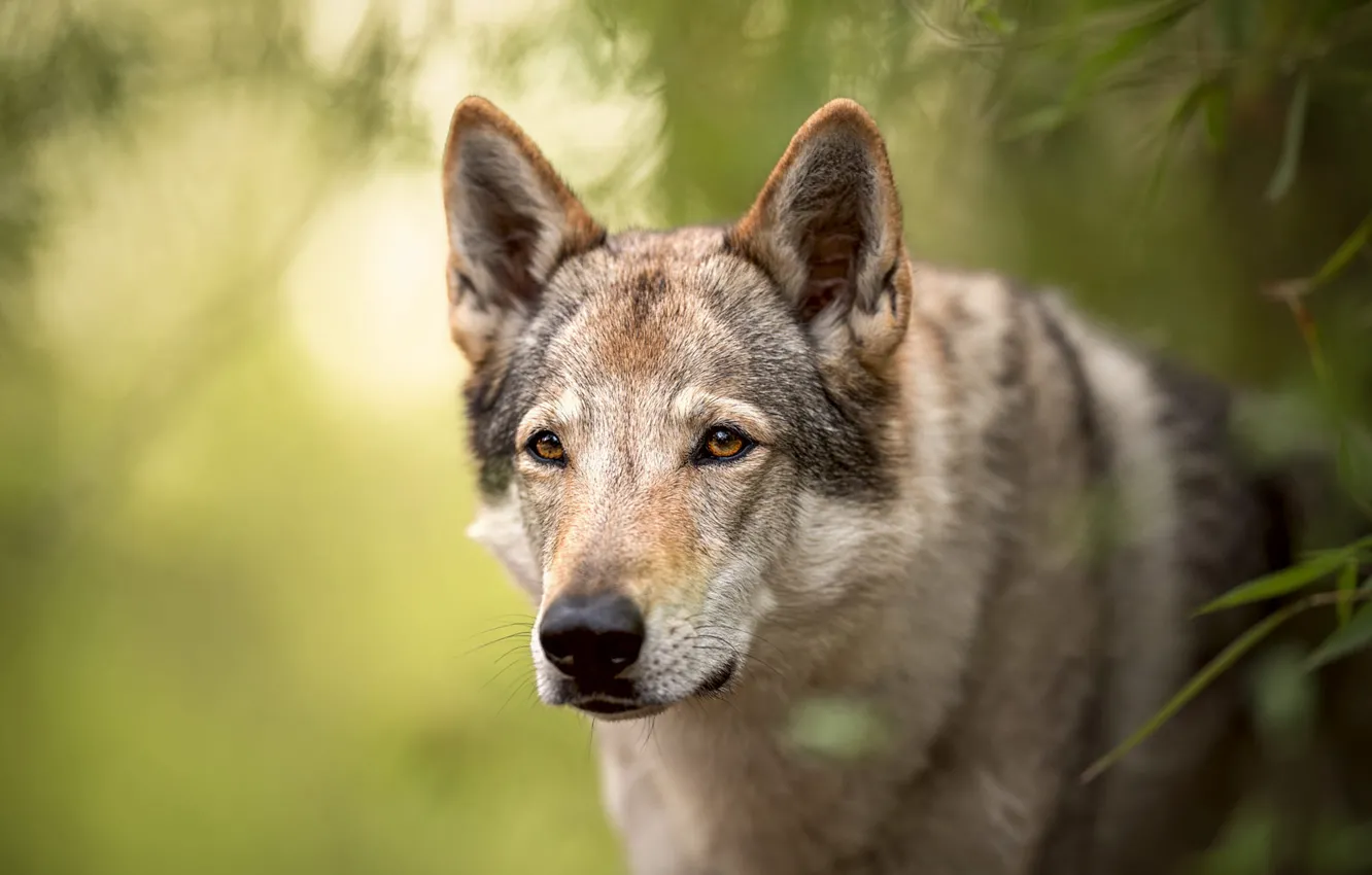 Photo wallpaper greens, look, face, leaves, nature, background, wolf, portrait
