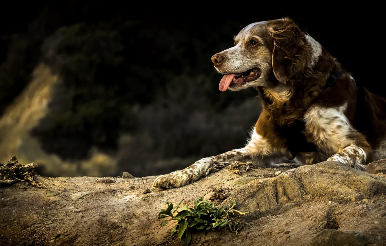 Photo wallpaper look, each, dog