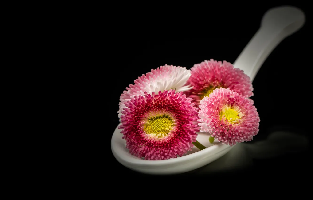 Photo wallpaper flowers, spoon, pink, black background, Daisy