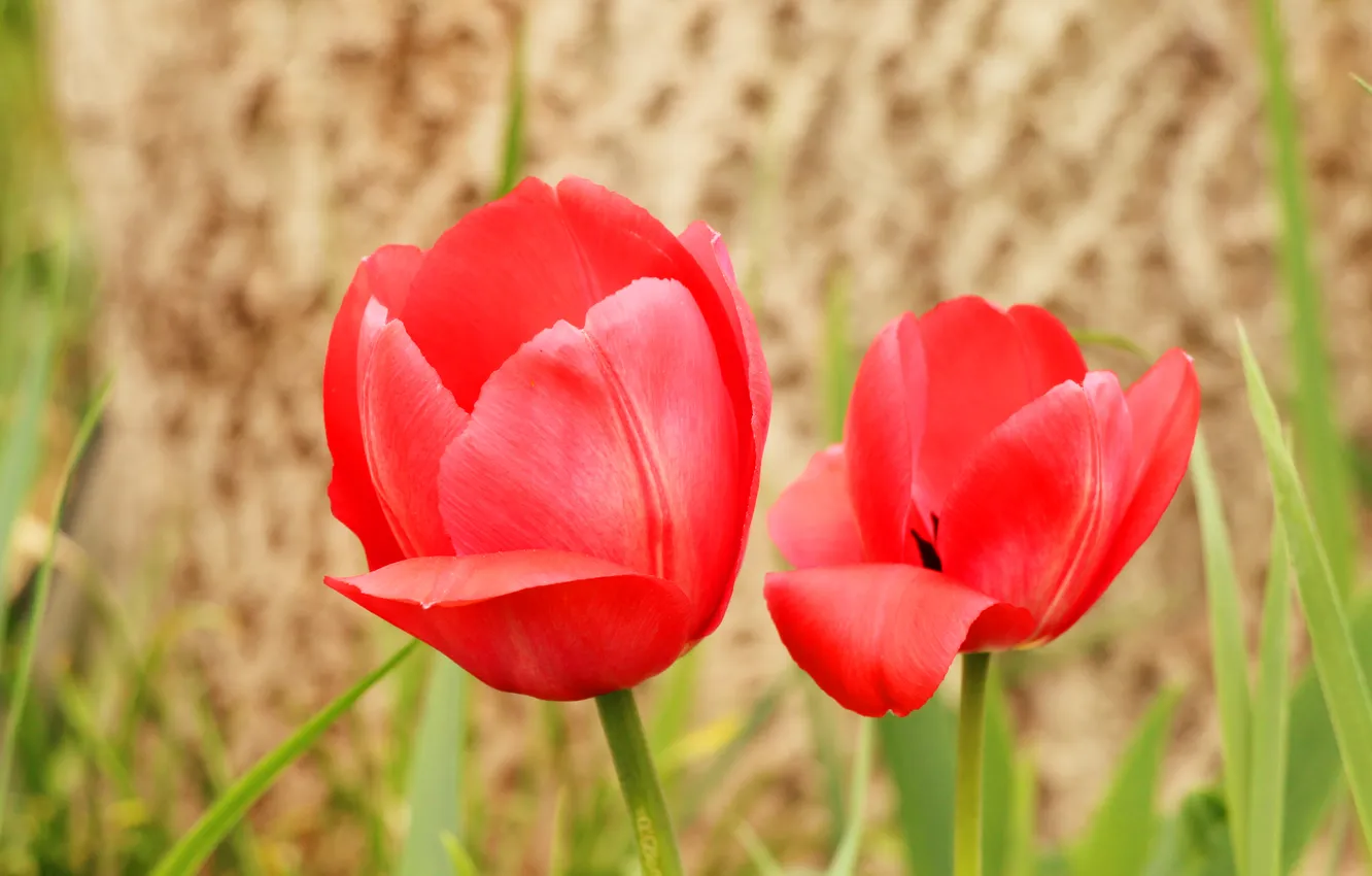Photo wallpaper red, flower, tulips, blooming