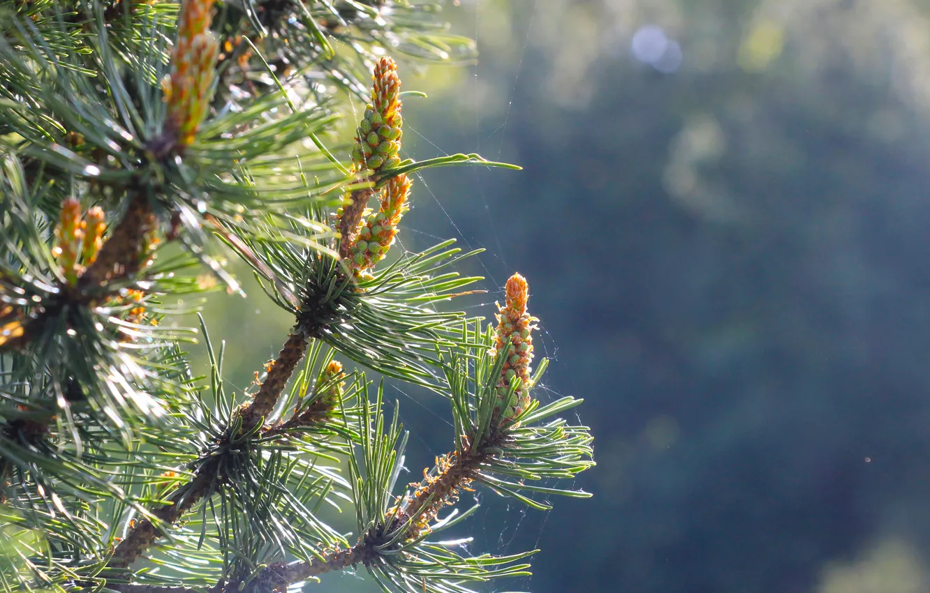 Photo wallpaper spring, plant, pine, twig