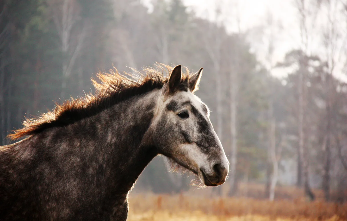 Photo wallpaper horse, gallop
