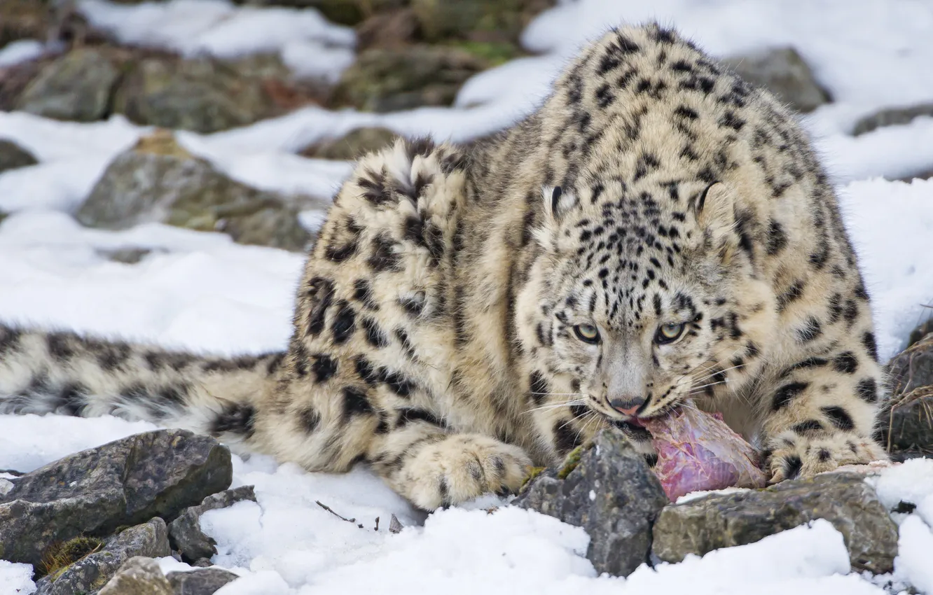 Photo wallpaper cat, snow, stones, kitty, predator, meat, IRBIS, snow leopard
