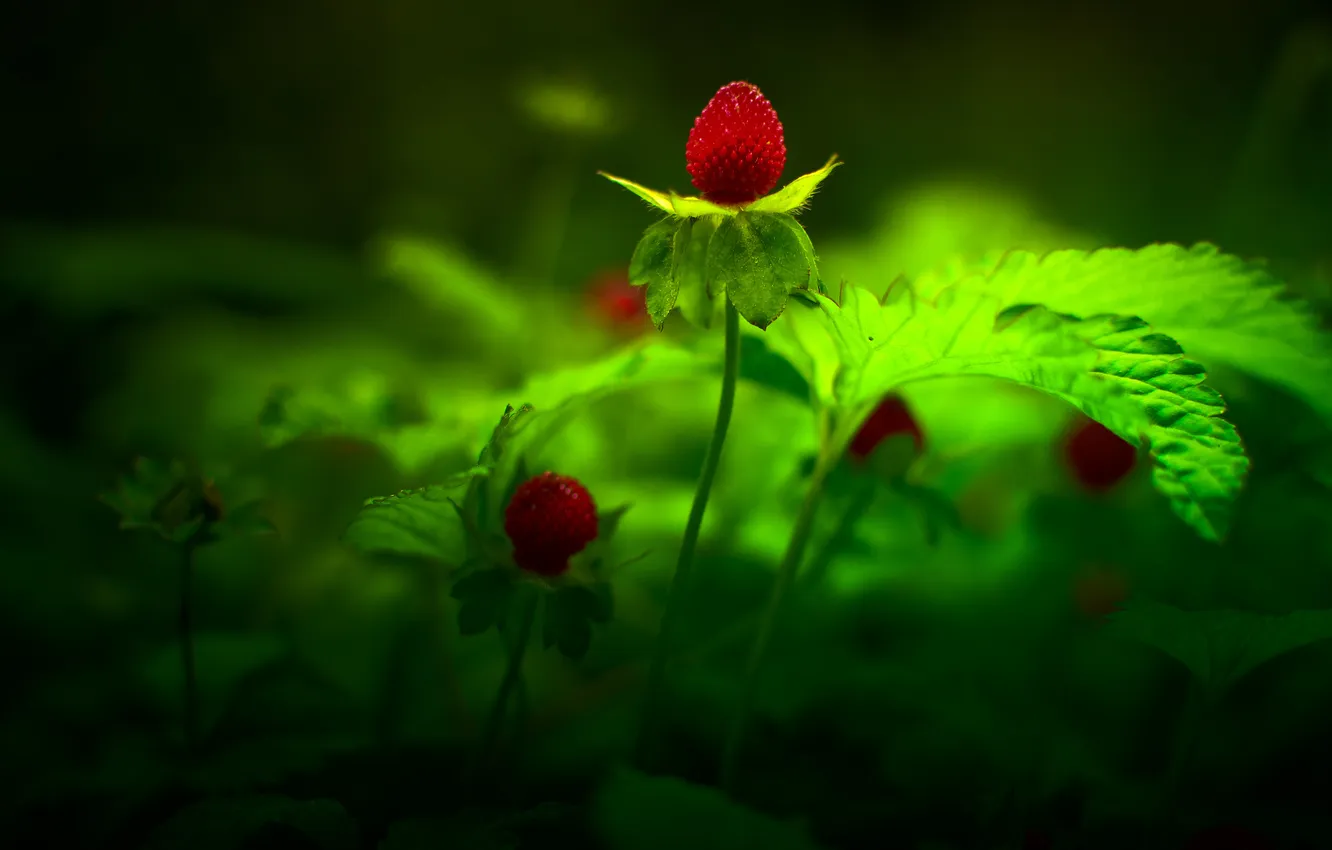 Photo wallpaper leaves, red, berries, forest