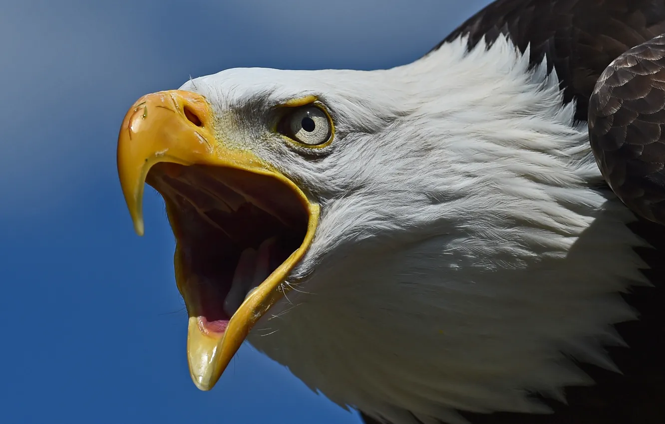 Photo wallpaper bird, predator, head, beak, hawk, Bald eagle