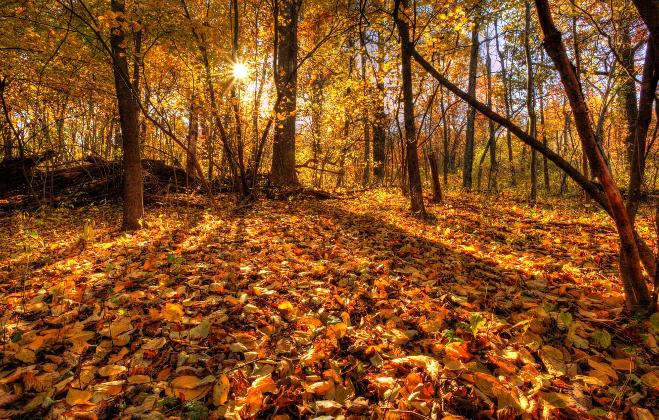 Photo wallpaper autumn, forest, leaves, trees