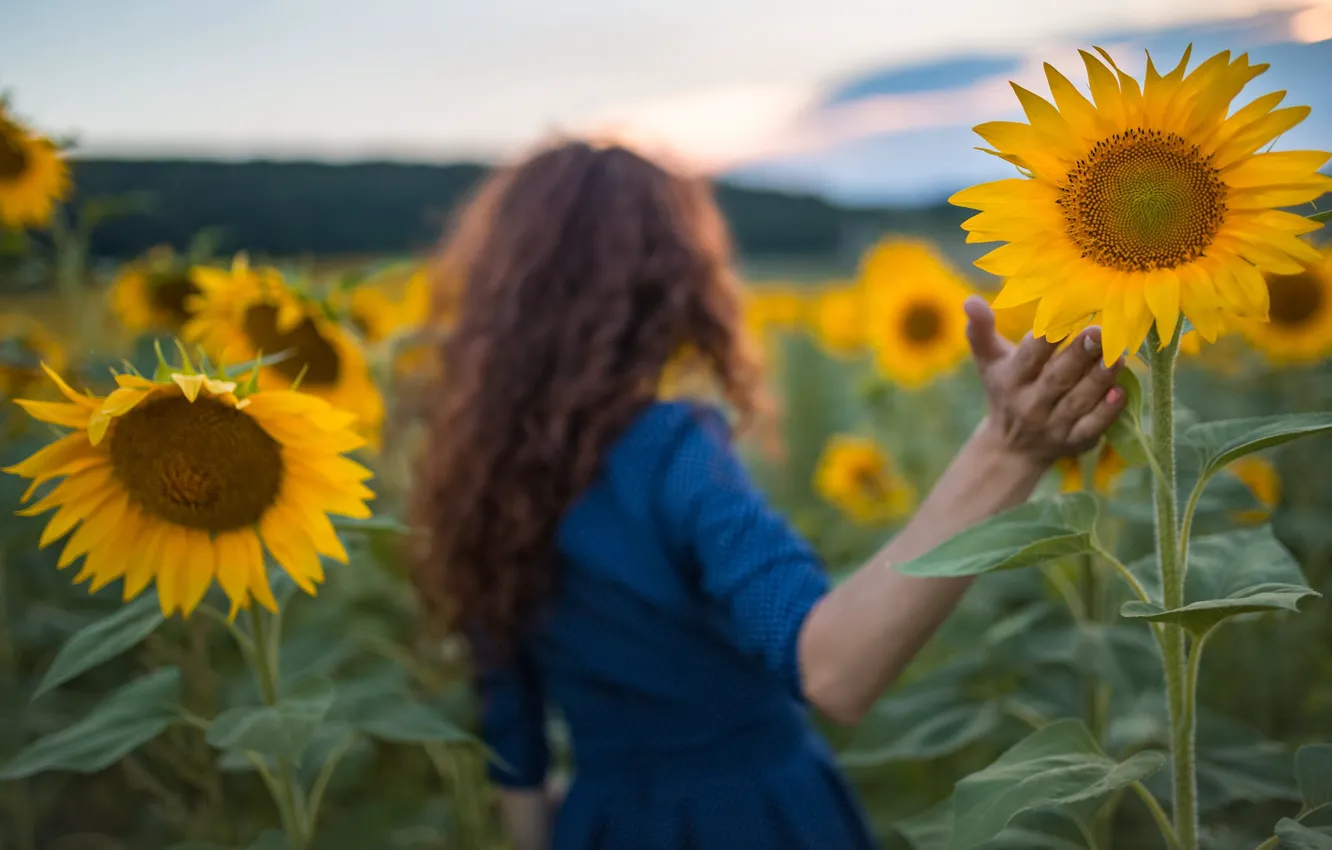 Photo wallpaper field, girl, hand, sunflower