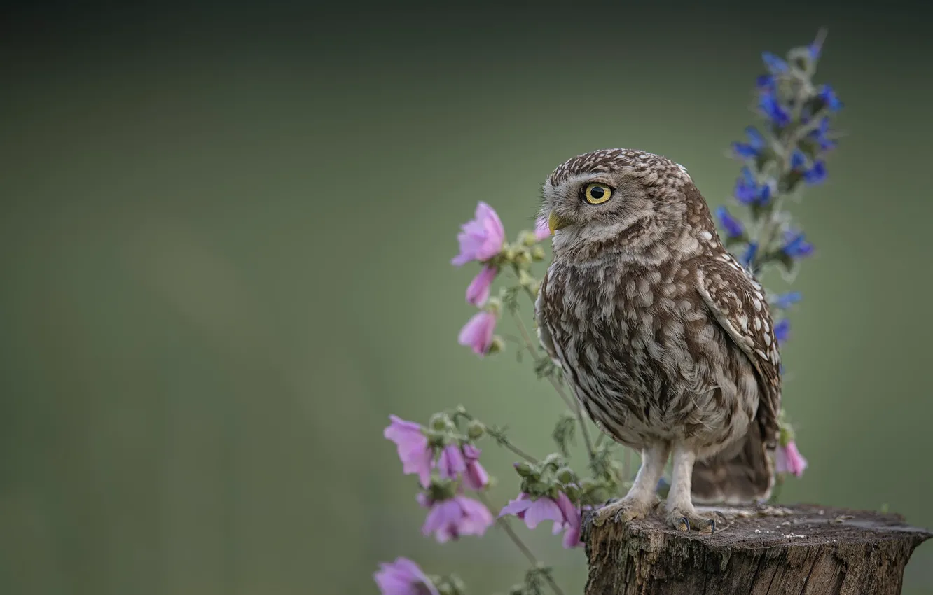 Photo wallpaper flowers, background, owl, bird, stump, The little owl