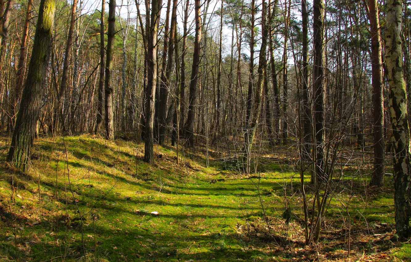 Photo wallpaper forest, park, alley