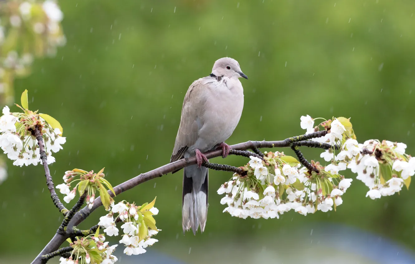 Photo wallpaper drops, flowers, branches, nature, green, background, rain, bird